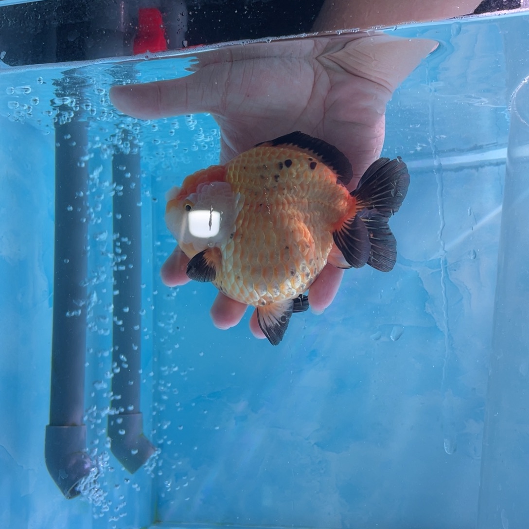 金鱼泰师金鱼1条包邮