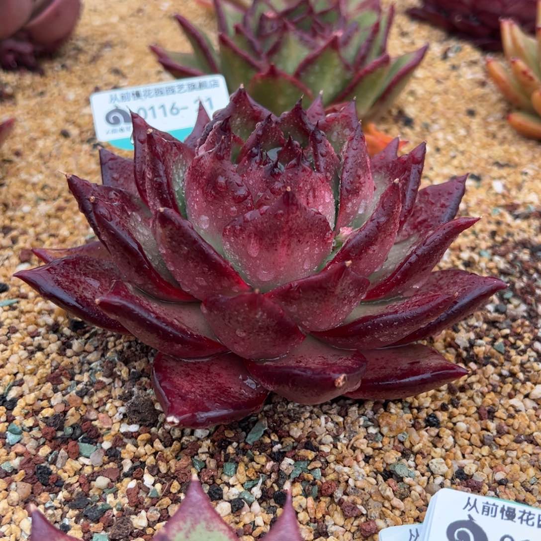 从前慢多肉精选编号0116.21