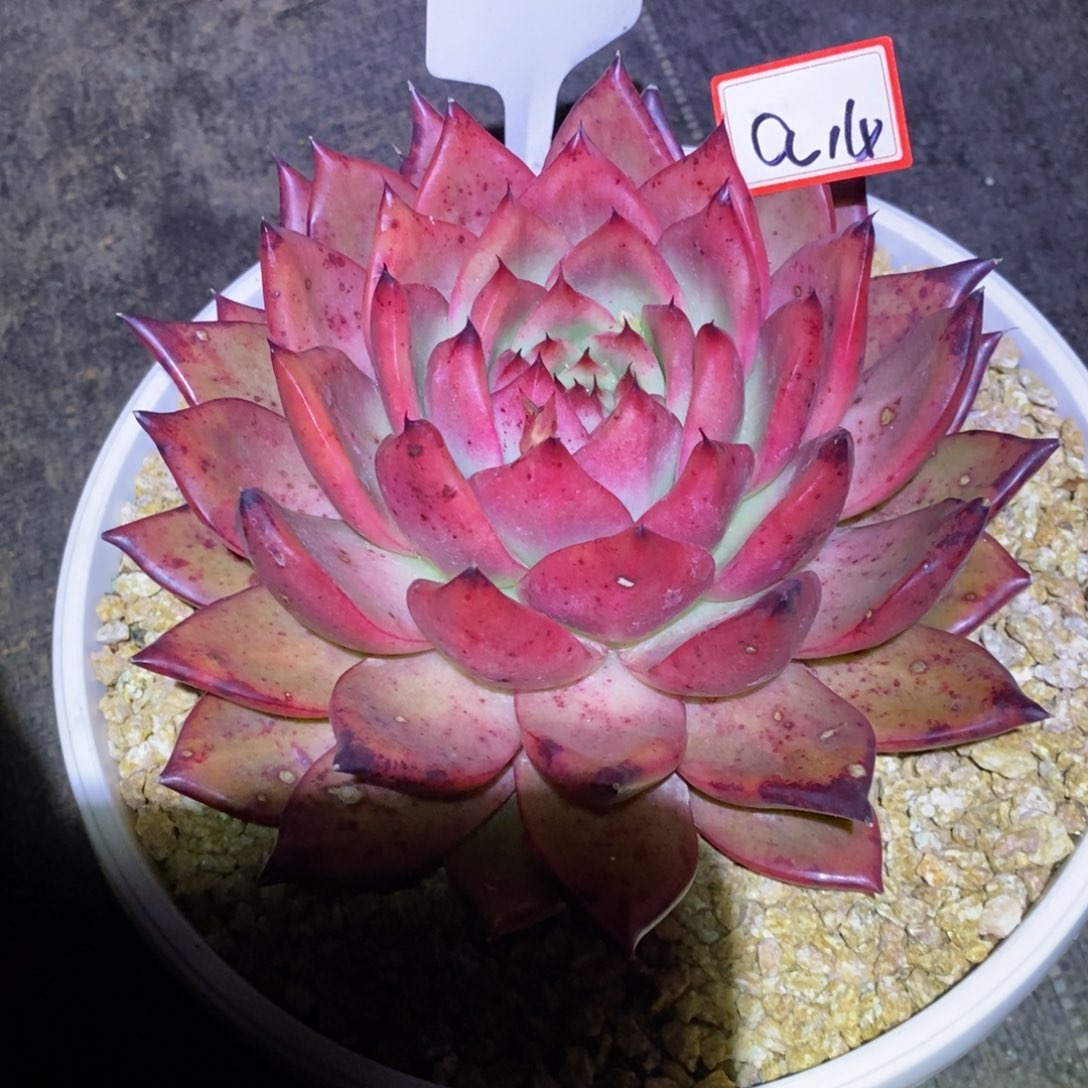 华*雪福利血皇后a14