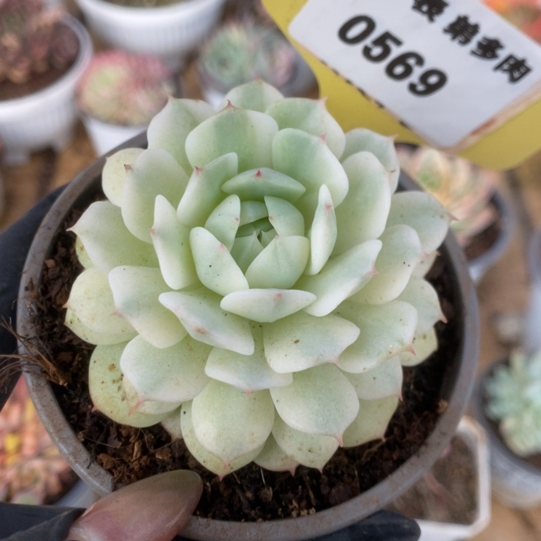 569静夜锦锦锦锦锦锦