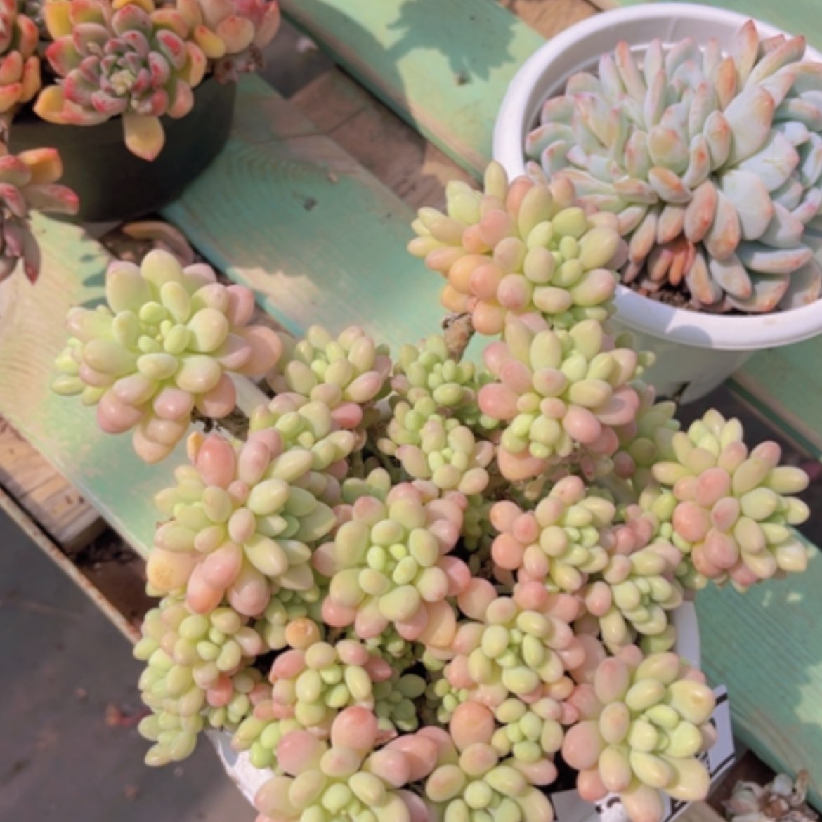 【闪购商品】洛可可0915