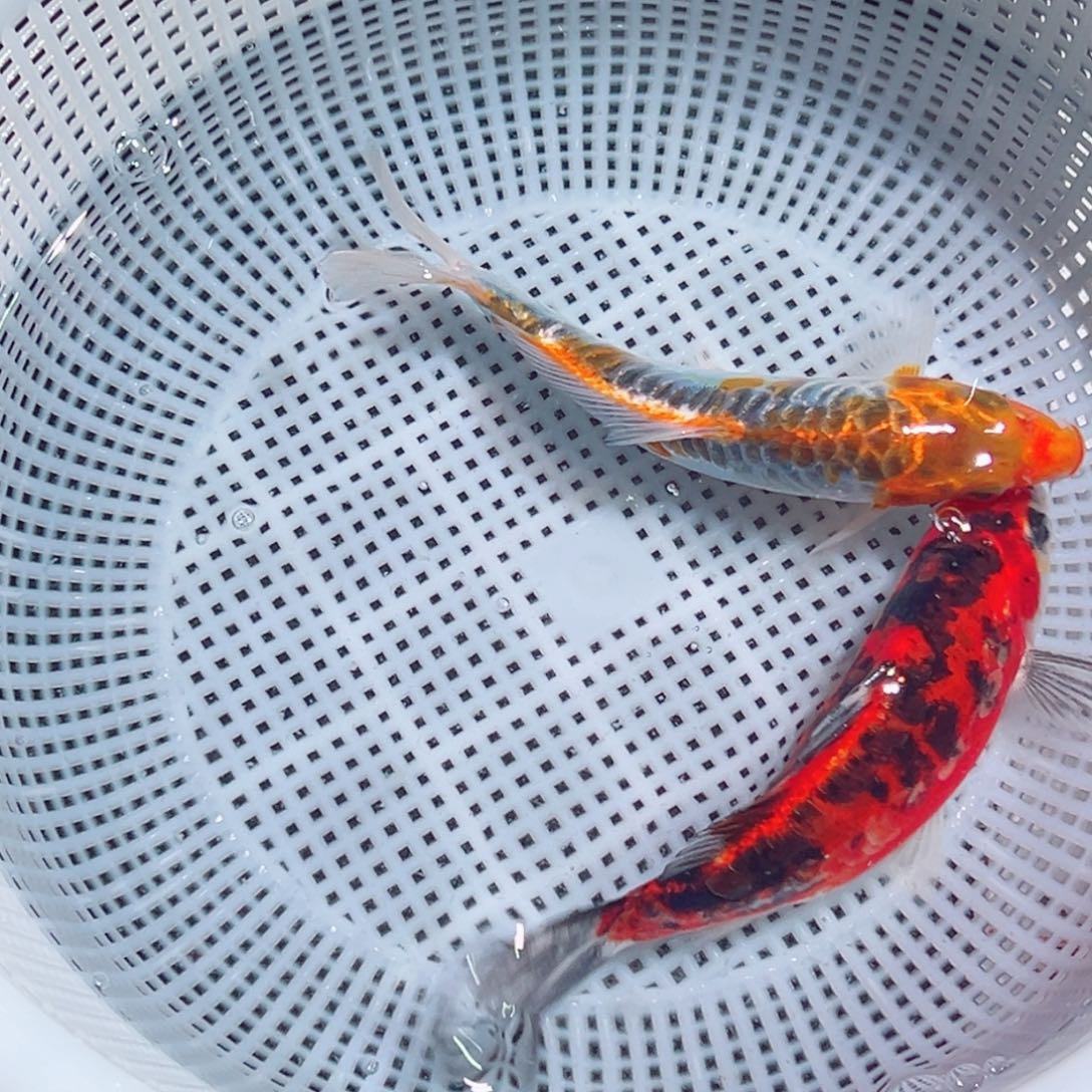 锦鲤锦鲤观赏鱼1111