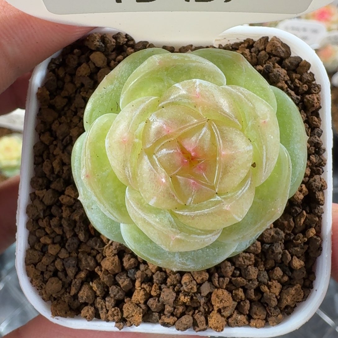 1126-139-素素单头一颗