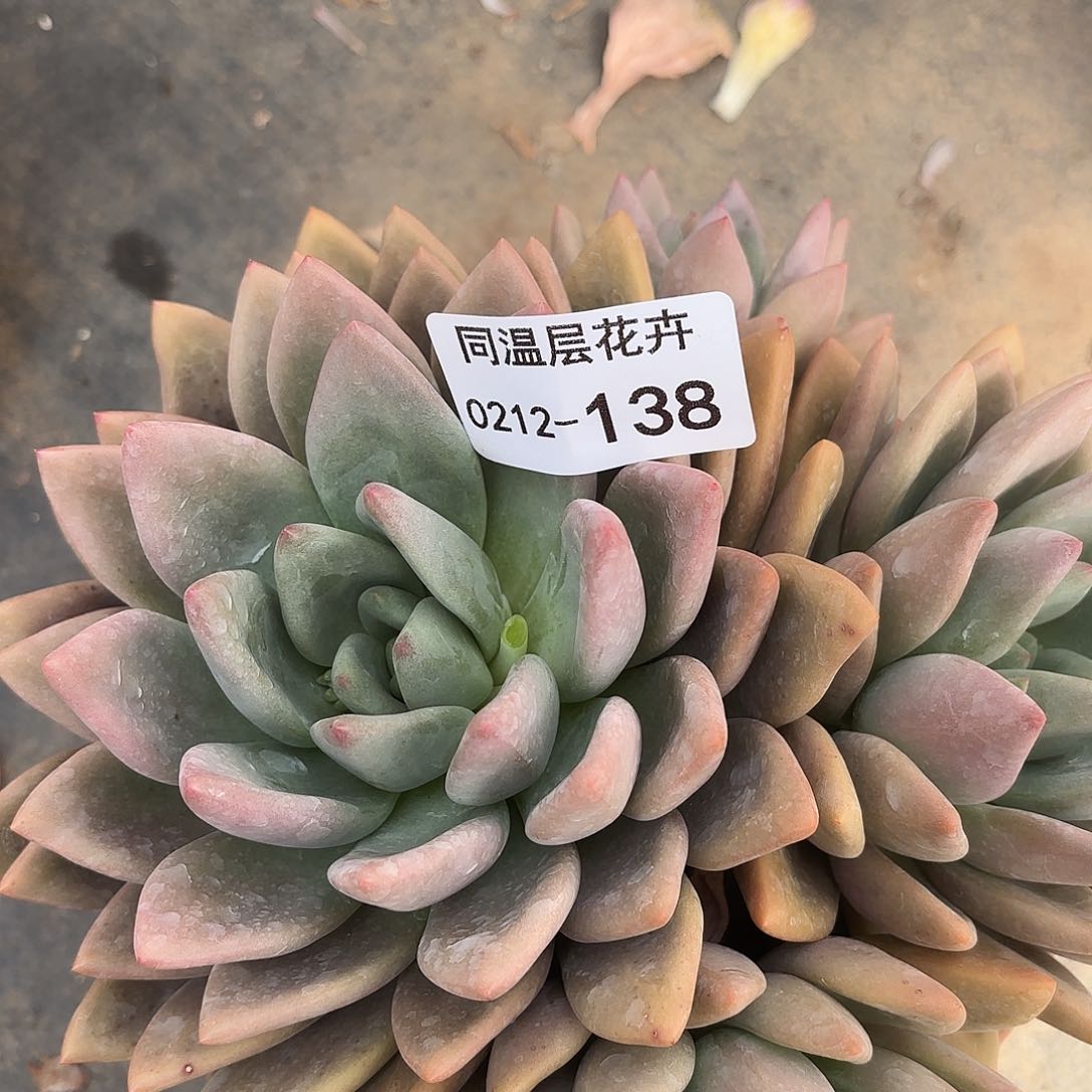 同温层多肉138桃花源