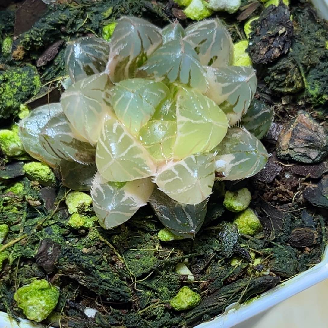 恭喜发财大吉大利853