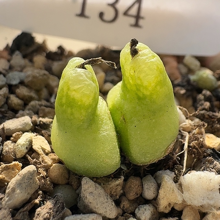 134 大型小葫芦。   