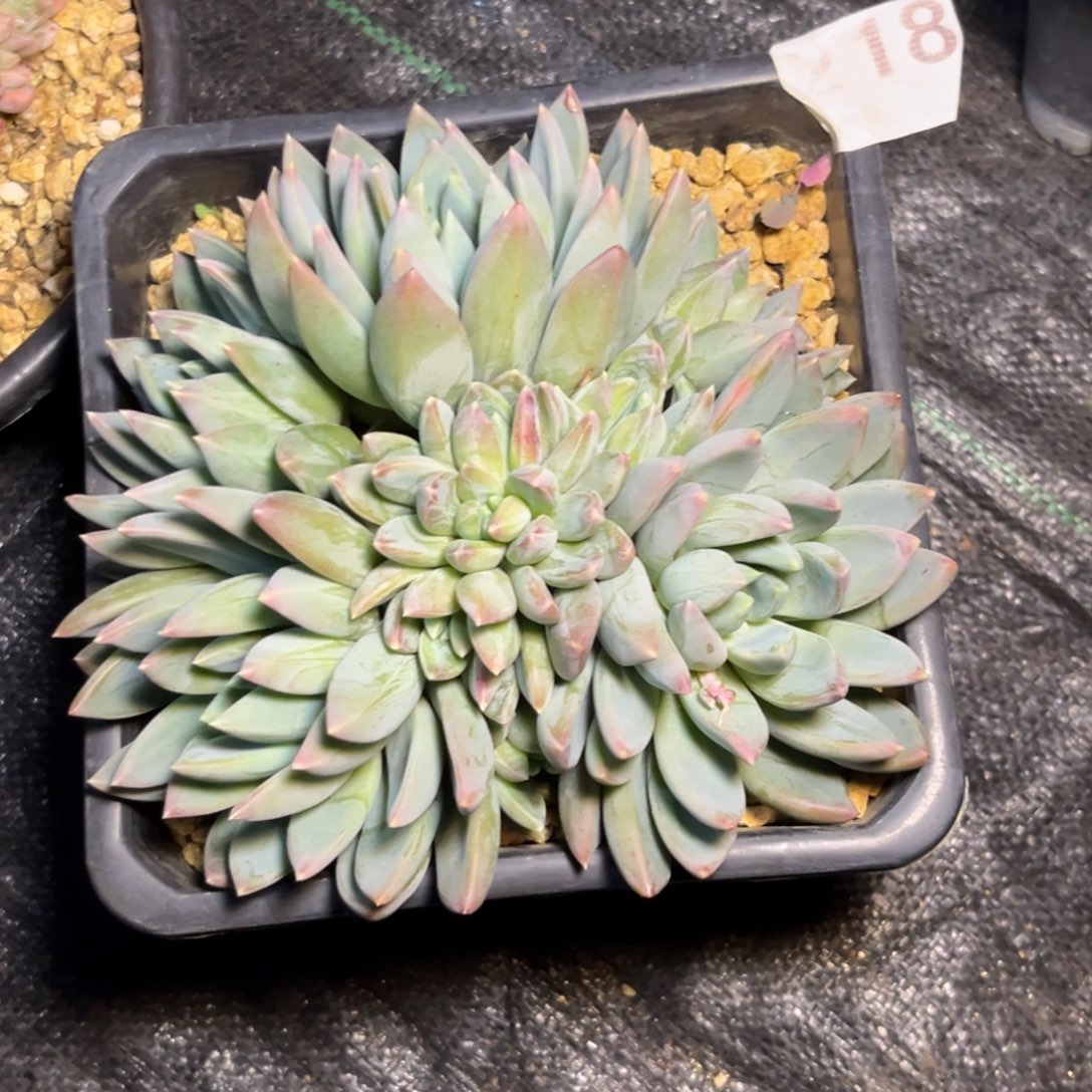 ?**?多肉植物红蛋群218