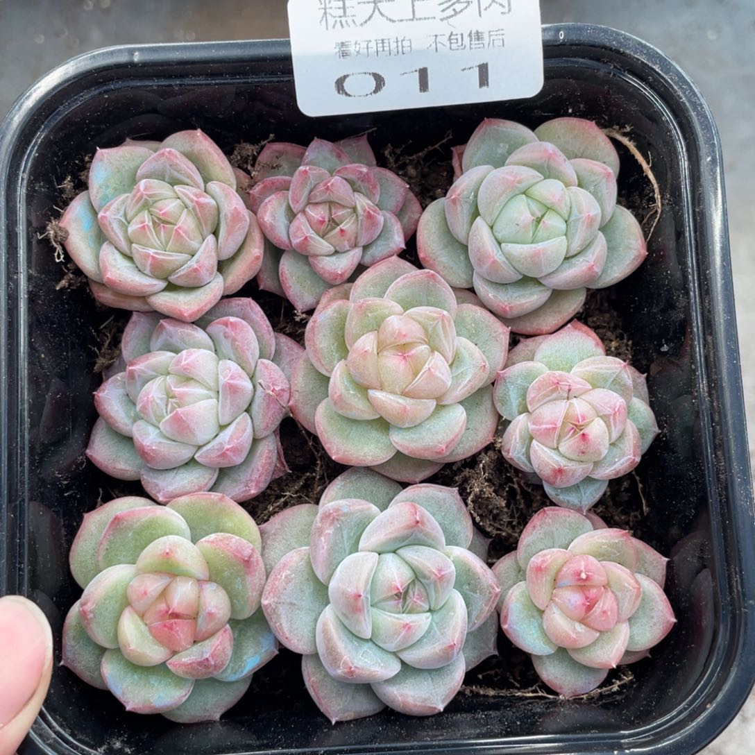 糕大上多肉植物11