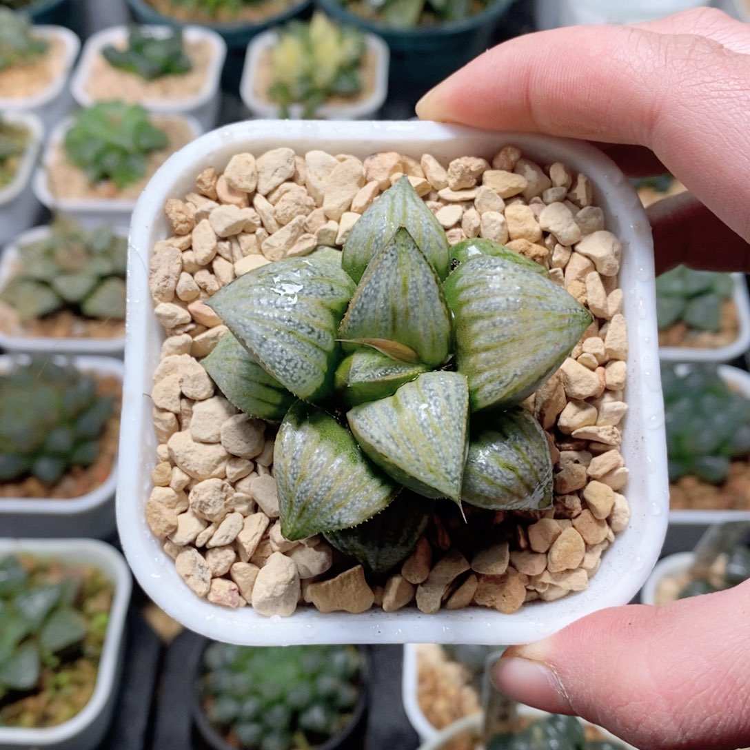 娜塔莉多肉植物多肉植物