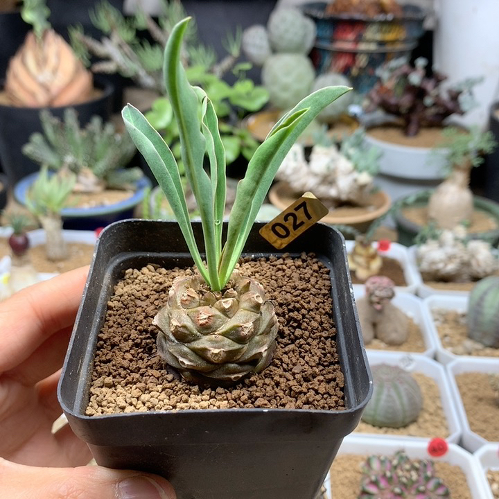 铁甲丸实生带盆027