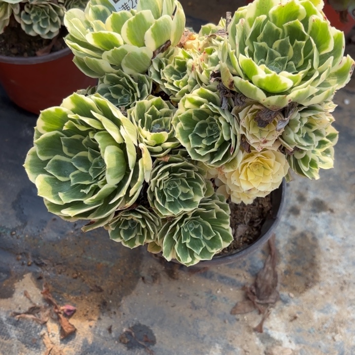 854魅金玫瑰处理不包断头