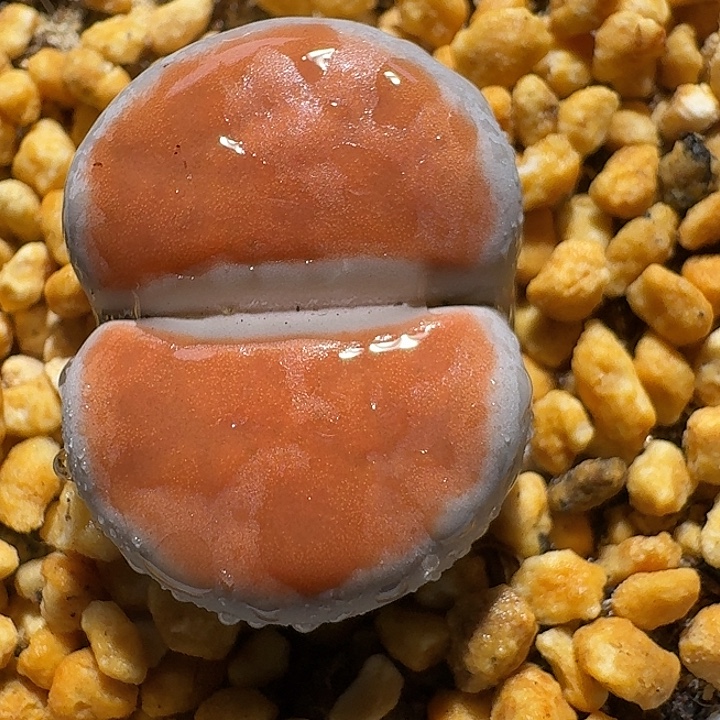 生石花2:。紫折。 106号