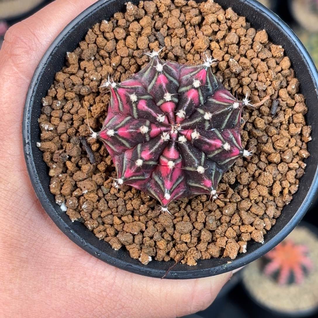 往***烟泰系米哈竞拍实生特价