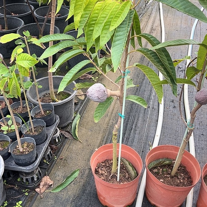 好***江天使2695379580697689