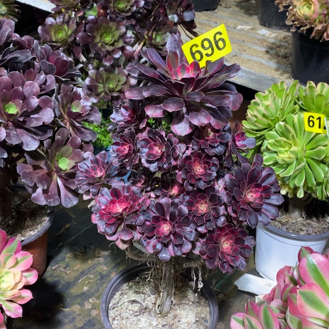 香奈多肉法师696