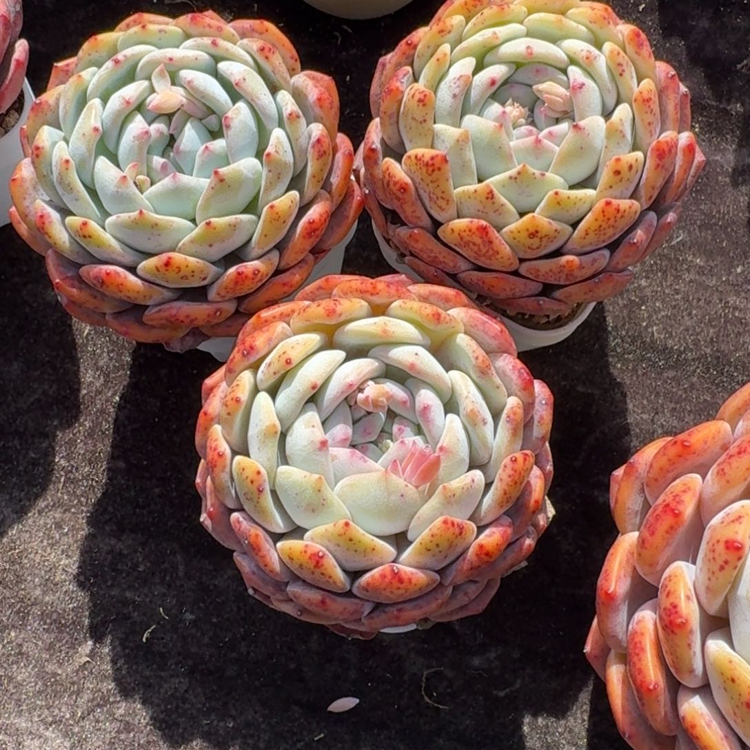 紫**尘三颗一组，带盆发货