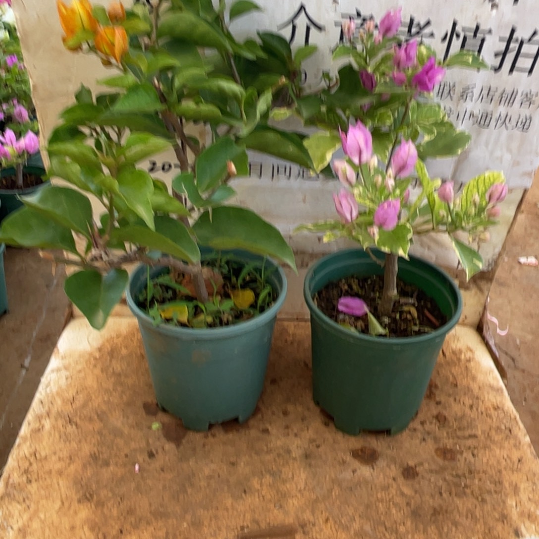 当前无花朵，栽培后可花朵3h2