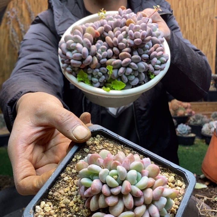 是***吖522号花斑鹿多肉植物