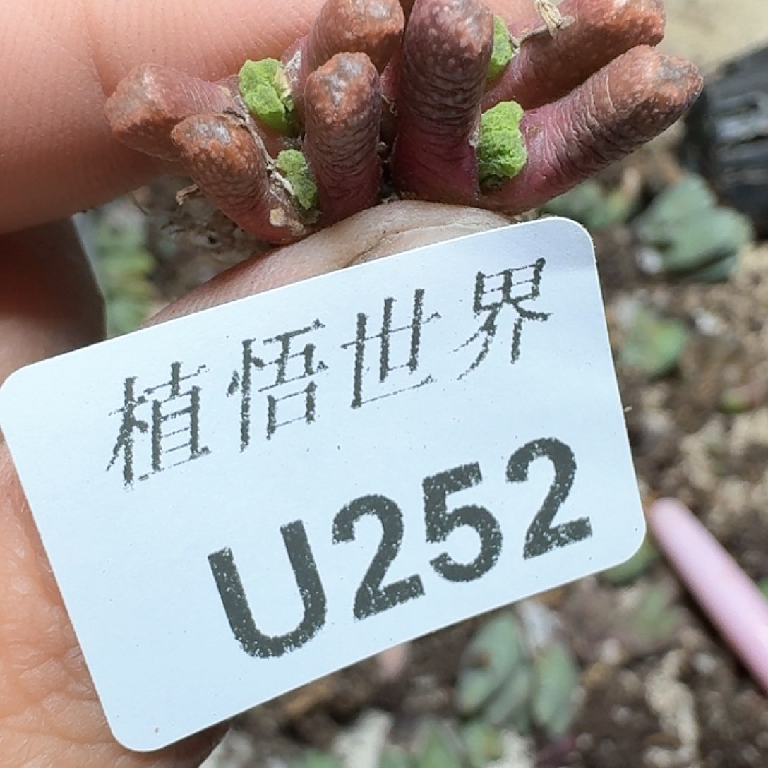 252号多肉植物哇v