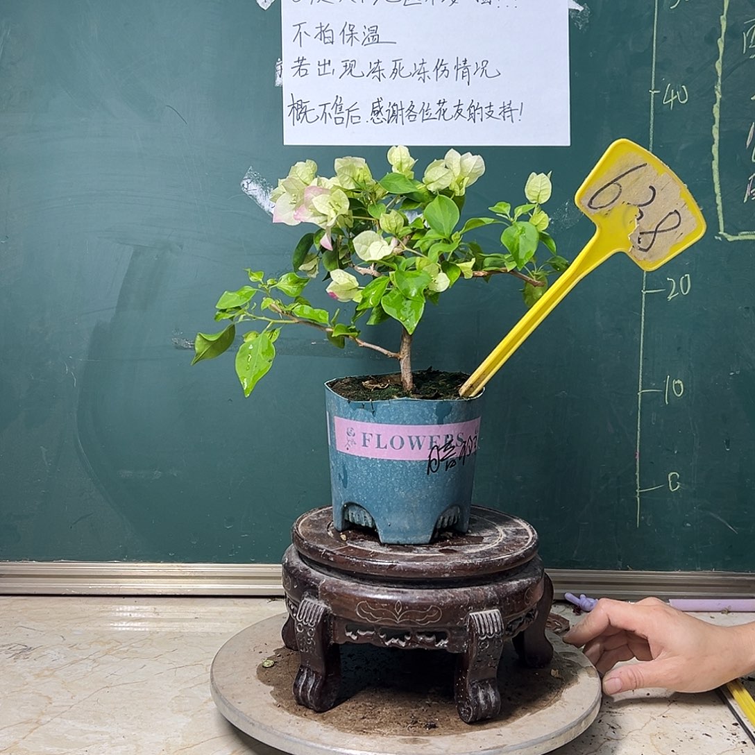 完全开放  福利 暗斑樱花  638
