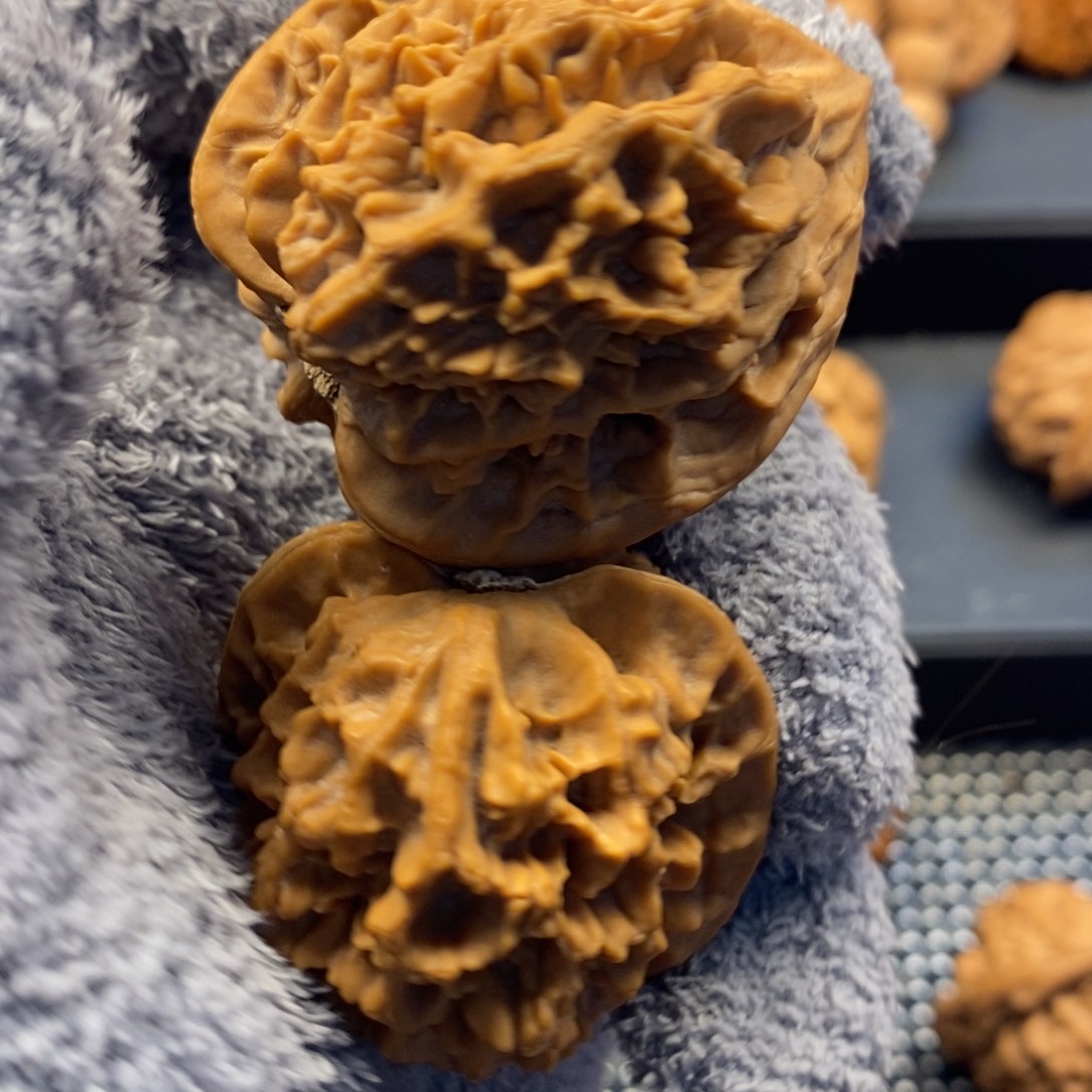 手串/手链核桃秦岭森林中发现过几