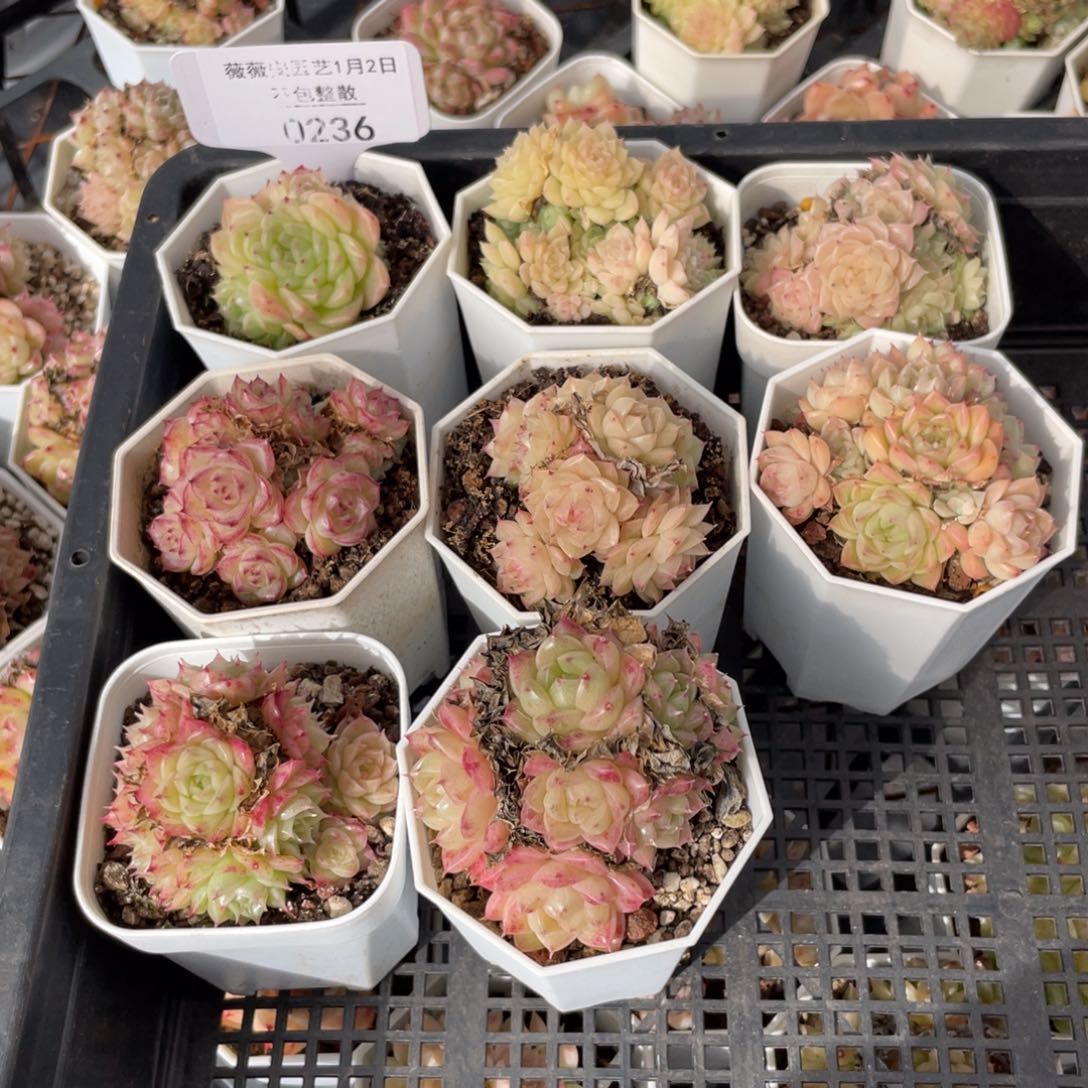 不包整散 盆子不售后0236