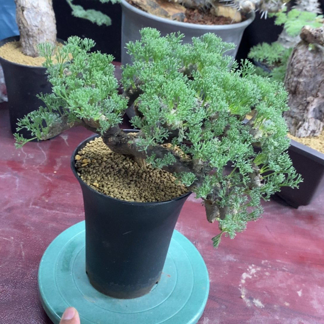 黑皮月界多肉植物