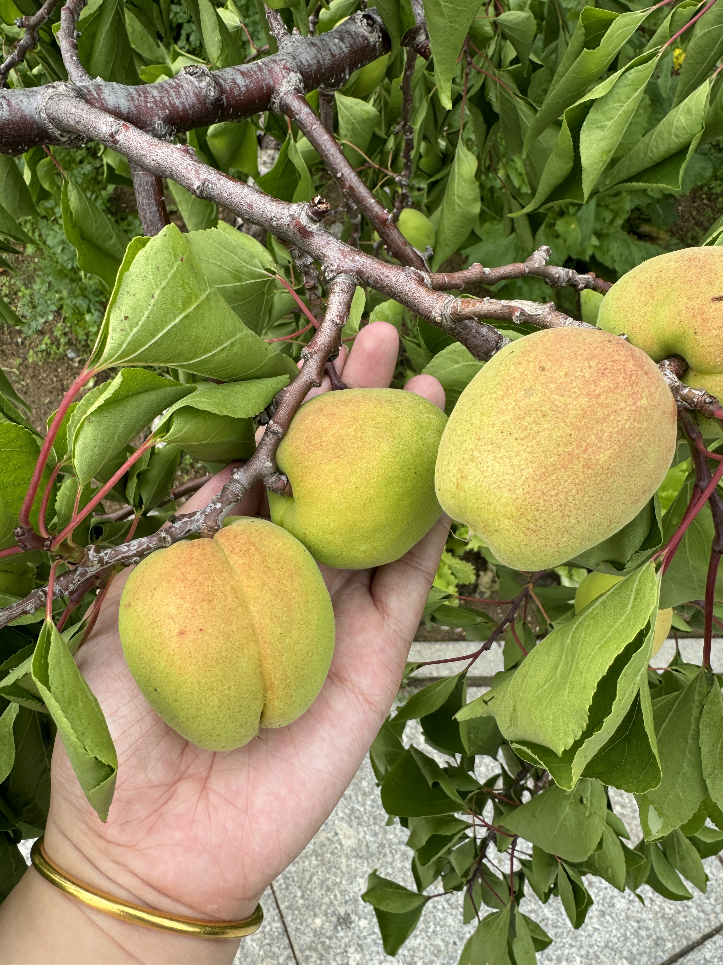 庄河市歇马杏 7-10天左右成熟 省内包邮