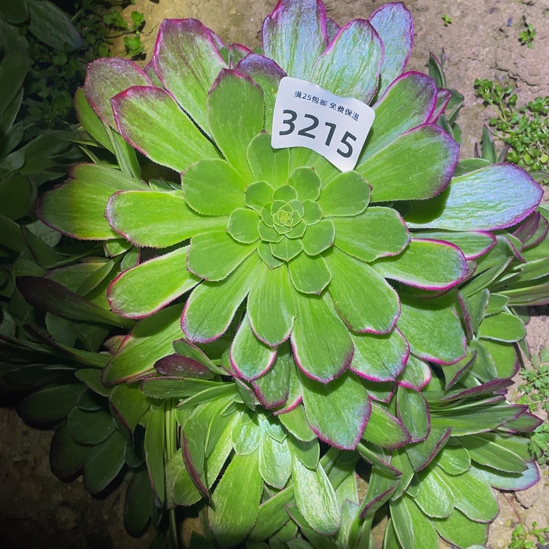 3215万花筒多肉植物