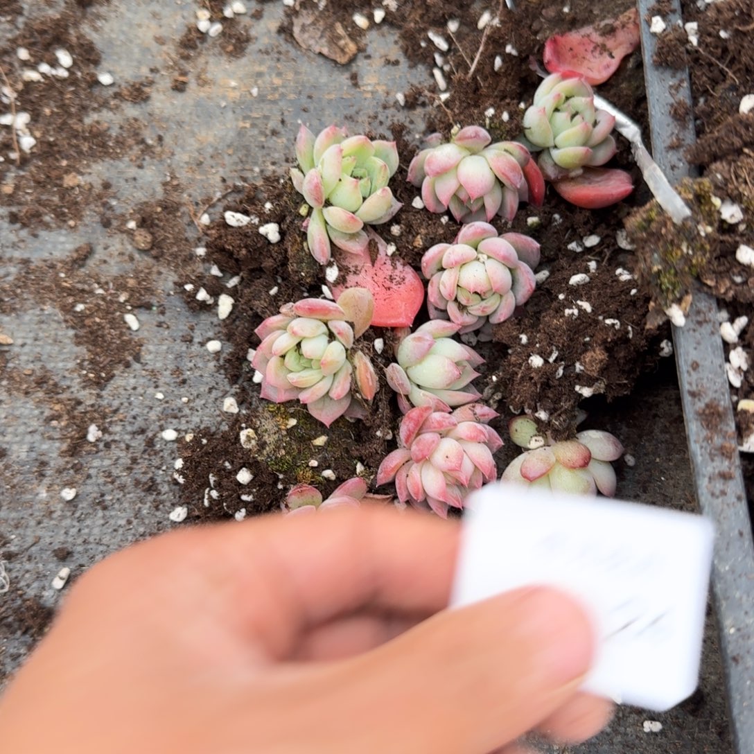 28-24红鸾叶插小的十棵量拍