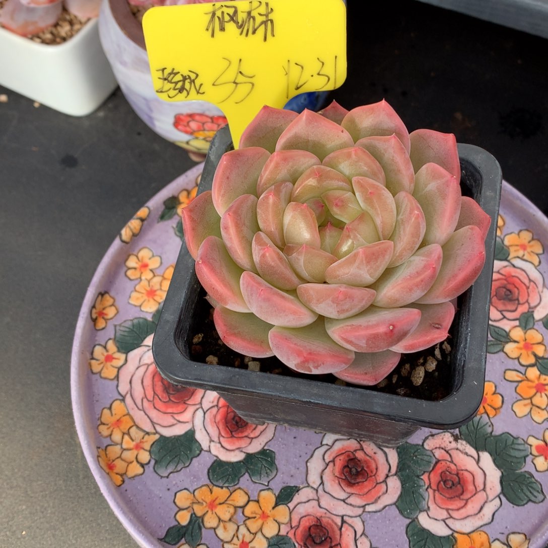 枫***林我们家的小姐姐们