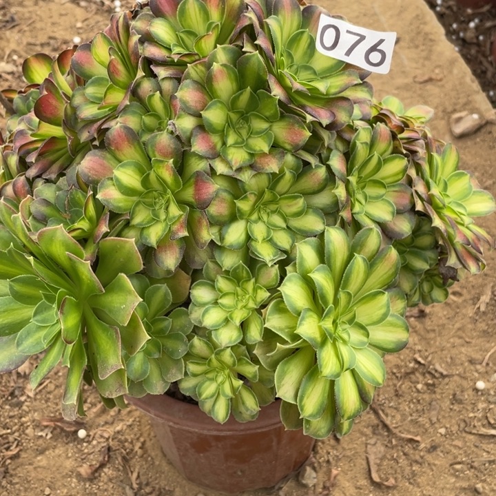 无花朵076韶华多肉植物