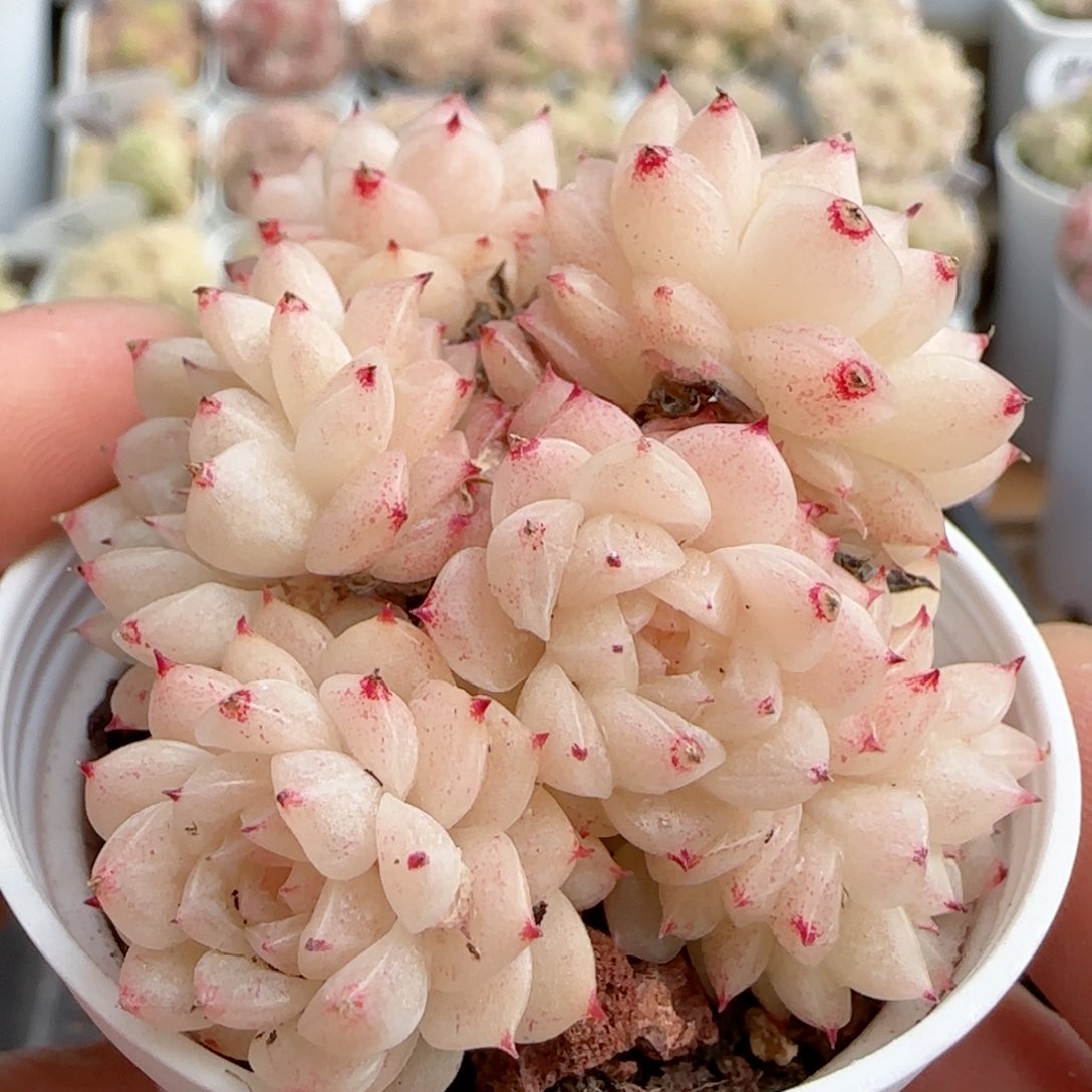 【闪购商品】0223-82珠光麦杆