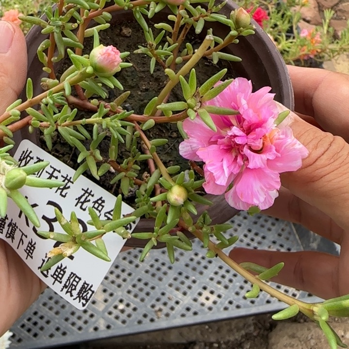 无花朵K032超小苗盆口10cm