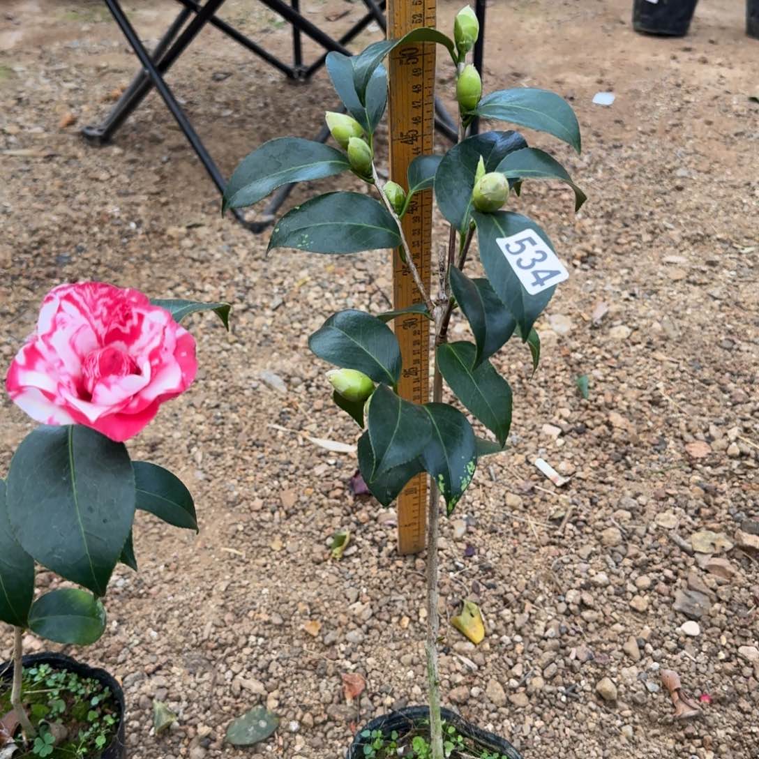 少量花朵（建议范围：2朵-5朵 或40%以下）534宝盒