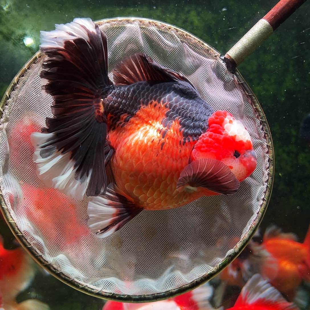 金鱼百褶泰狮冷水金鱼