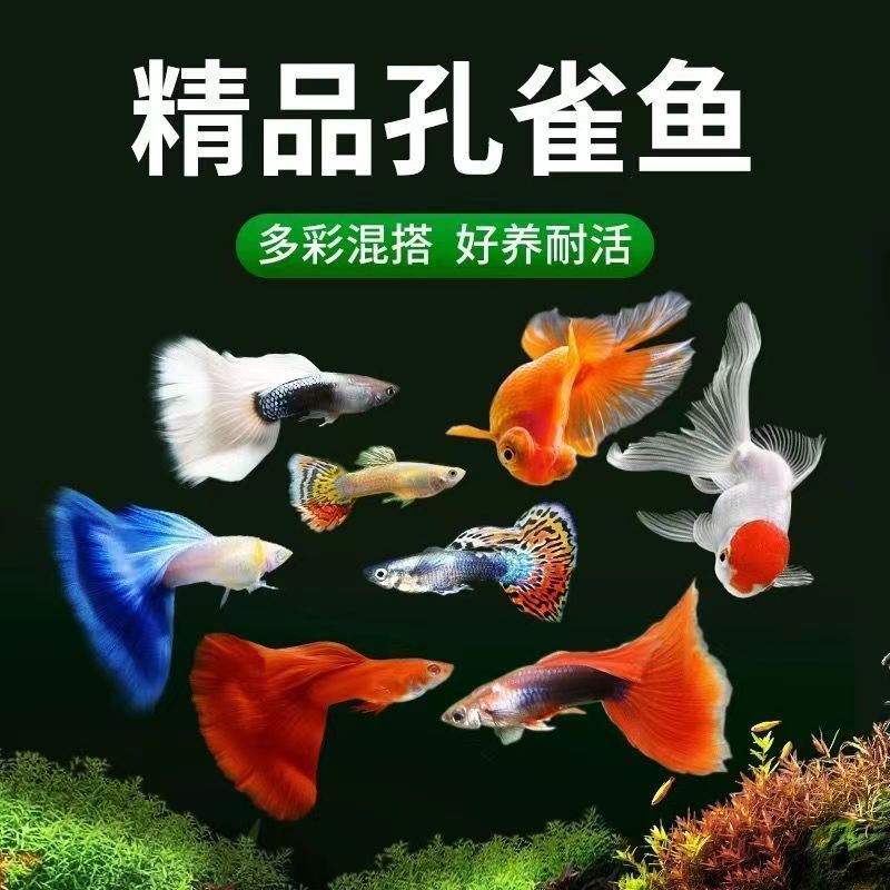 孔雀鱼观赏鱼热带鱼淡水鱼易繁殖耐活好桌面养小型宠物鱼