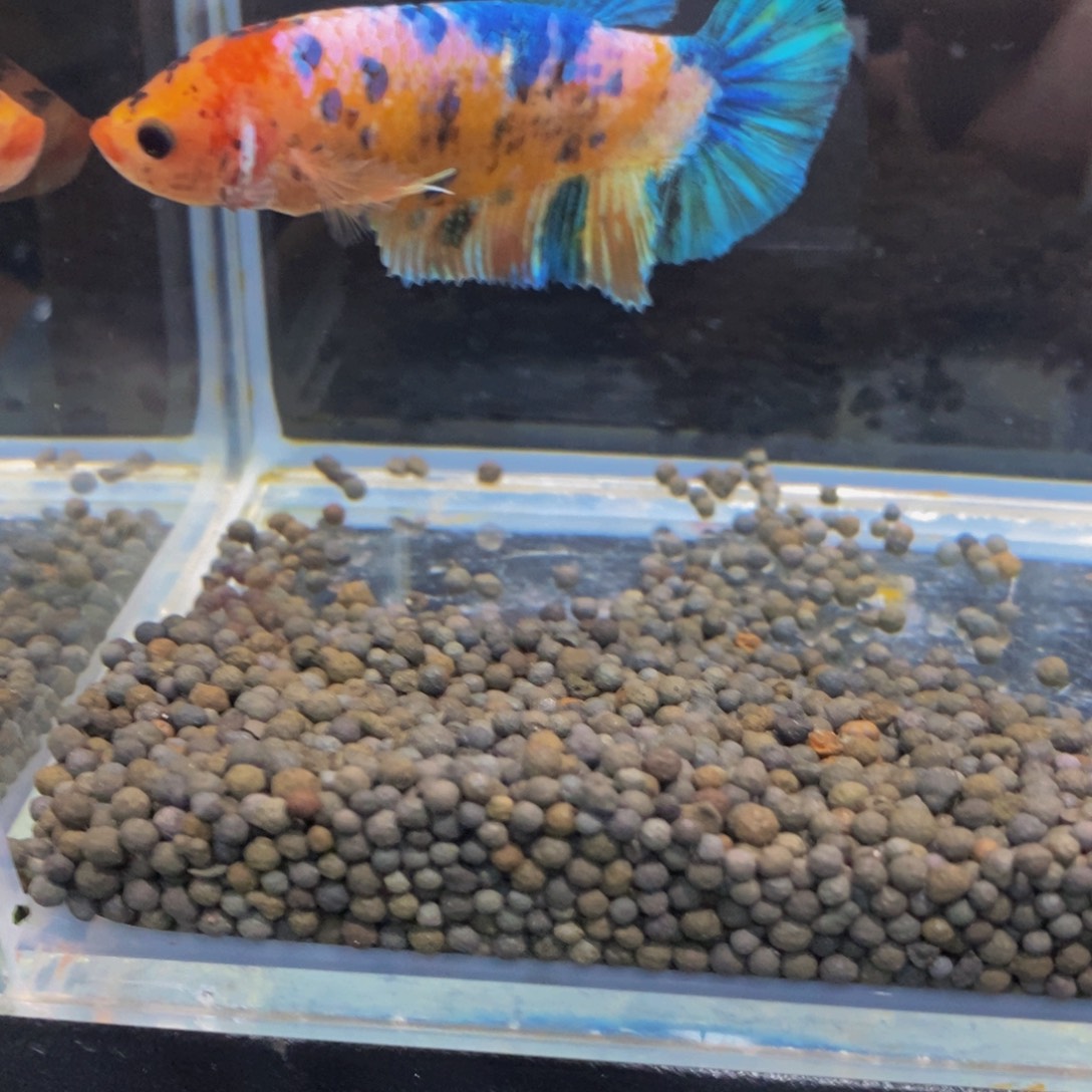 我***底斗鱼185巨斗11111