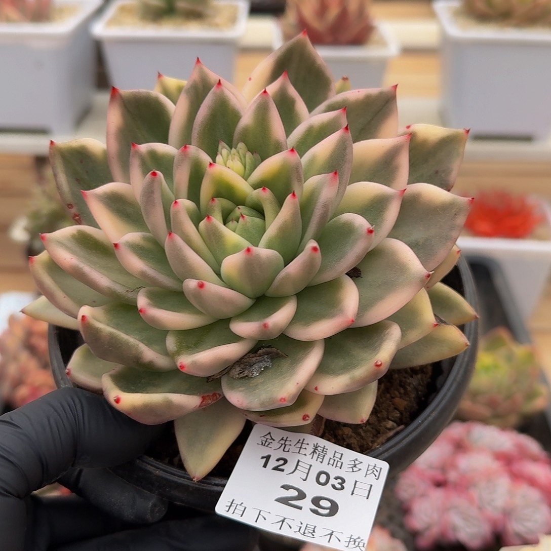 1203-29扶桑玛丽亚锦