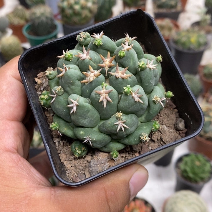 短豪刺象牙特价福利