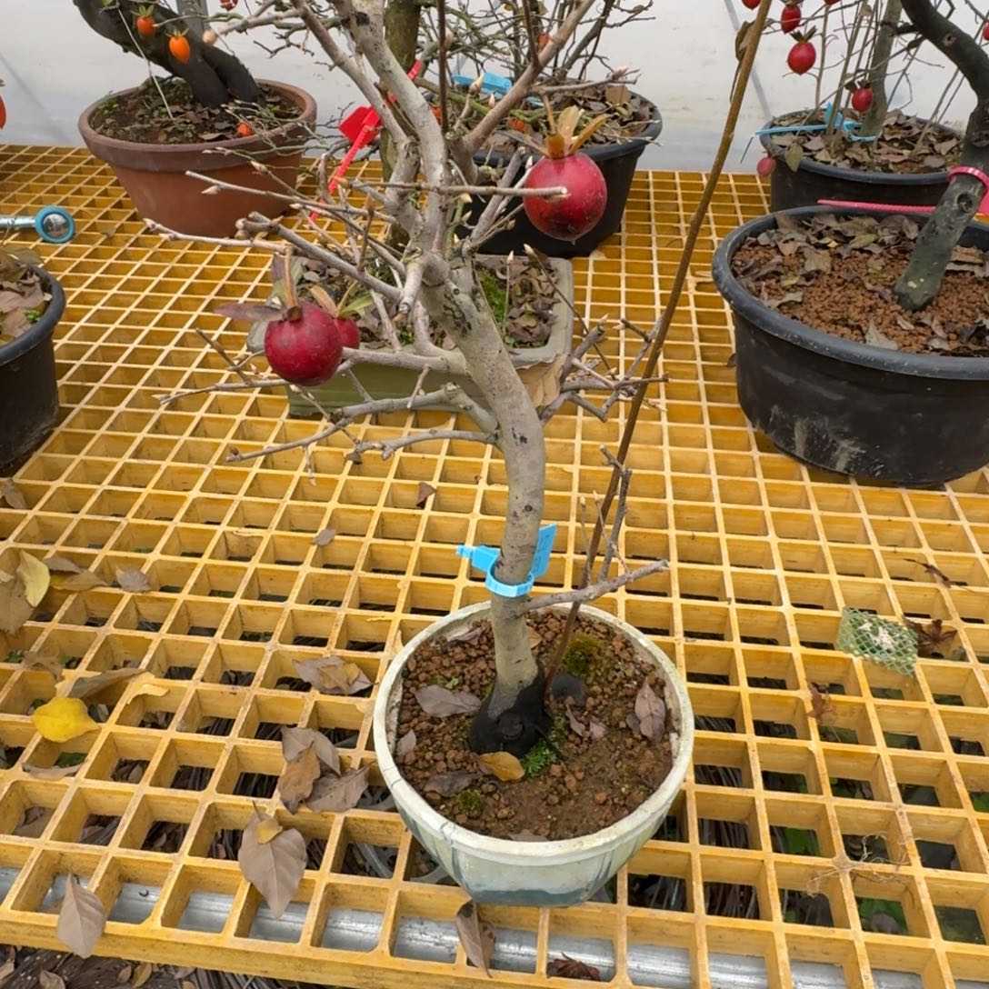 花****无花朵27269。顺丰到付不包邮