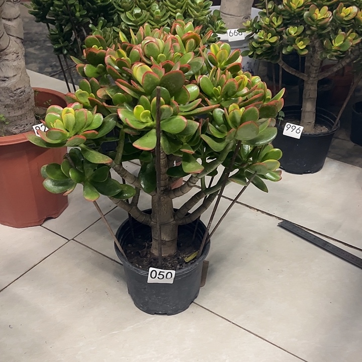 彩玉树花月独杆老桩