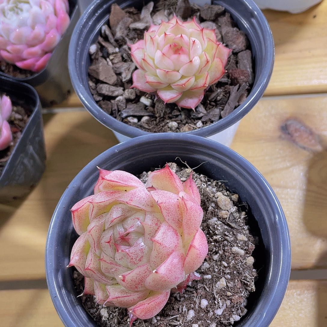 715号 精品麦秆2个