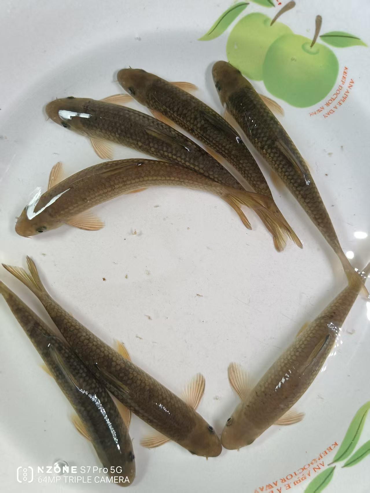 溪流原生观赏鱼巴马油鱼吃绿藻褐藻喜欢跳缸底层冷水鱼