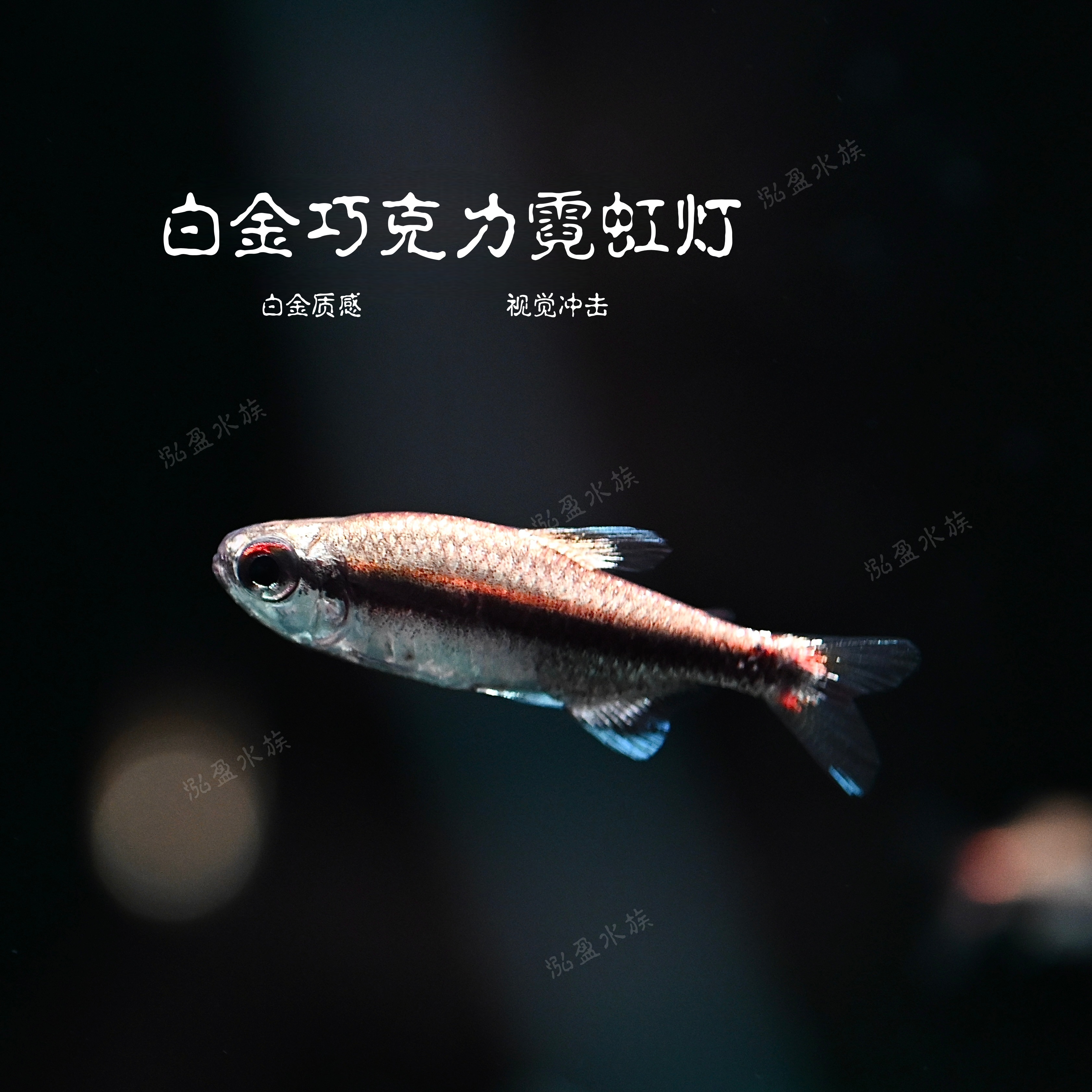 【泓盈】白金巧克力霓虹灯  南美热带观赏鱼/定水/检疫