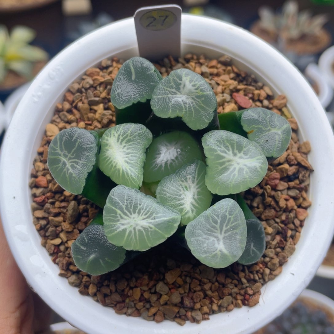 欧若拉万象十二卷多肉