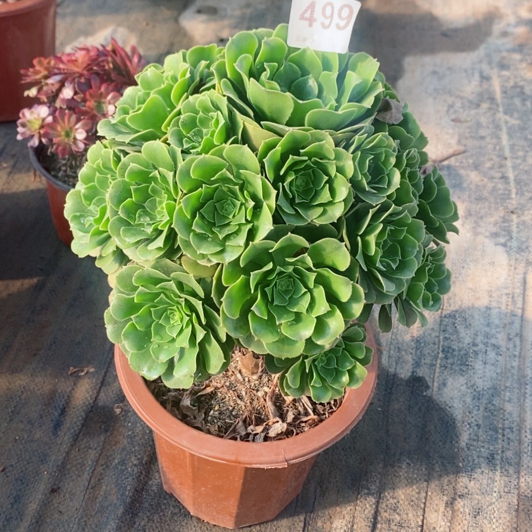 绿玫瑰499多肉1111