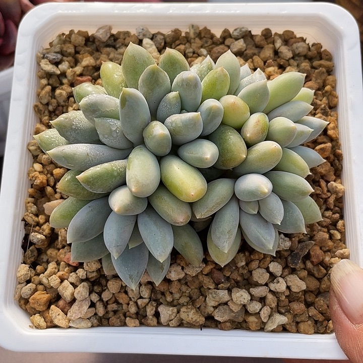 赚***肉多肉植物哥特发货