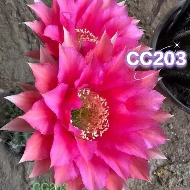 彩草cc203侧芽歪  满28包邮非偏远