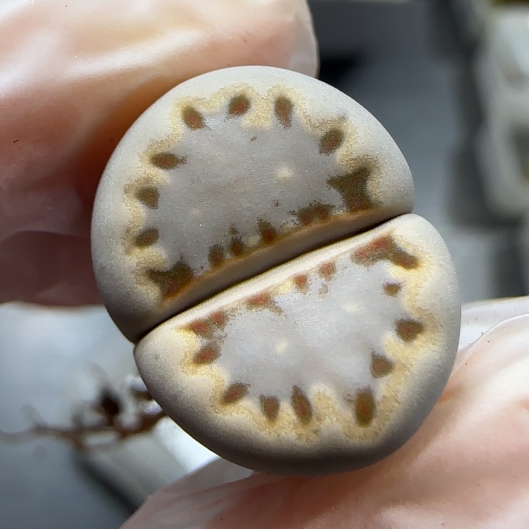 12.11  c24饼干。5011